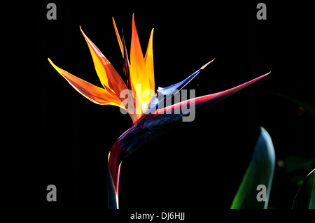 Oiseau de paradis (Strelitzia reginae) fleur. Banque D'Images