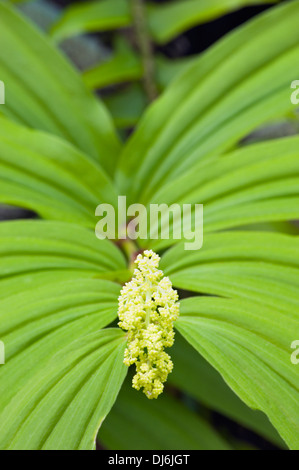 False Solomon's seal plumeuses Banque D'Images