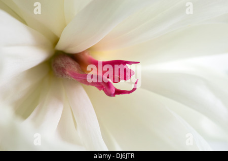 Close-up d'une pivoine Banque D'Images