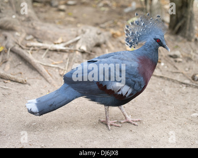 Victoria Pigeon Goura couronné (Victoria) - Loloata Island près de Port Moresby, Papouasie Nouvelle Guinée Banque D'Images