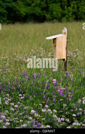 Fort d'oiseaux dans le pré à la Mount Saint Francis dans Floyd Comté (Indiana) Banque D'Images