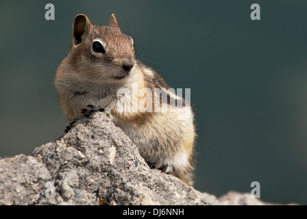 Le Spermophile à mante dorée Callospermophilus lateralis Rio Grande Forêt nationale Colorado USA Banque D'Images