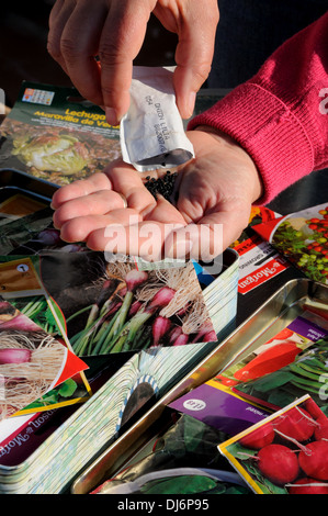 Woman red oignon de graines dans la paume de la main prêtes à semer, Angleterre, Royaume-Uni, Europe de l'Ouest. Banque D'Images