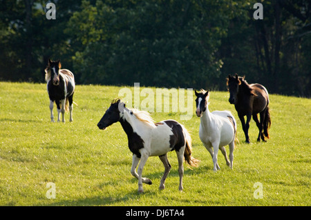 Quatre chevaux galopant dans les pâturages à Hart County (Kentucky) Banque D'Images