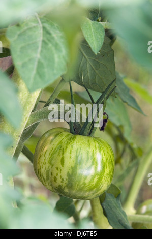 Cherokee Green Heirloom Tomato croissant sur vigne en Indiana Banque D'Images