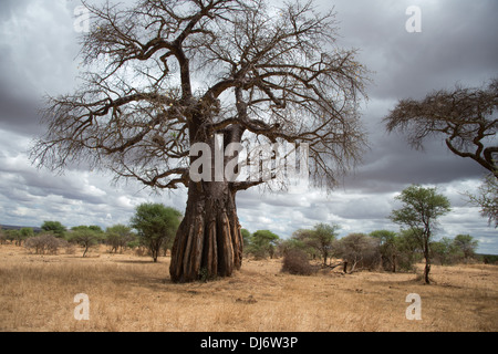 Un baobab sur un safari africain Banque D'Images