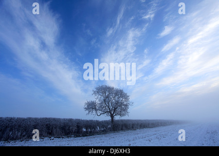 Hoare givre hiver sur scène Bulwick, champs, village Rockingham Forest, Northamptonshire, Angleterre ; Grande-Bretagne ; UK Banque D'Images