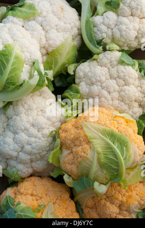 Le chou-fleur dans une boîte frais de la farmers market. Produire, le chou-fleur orange et blanc Banque D'Images