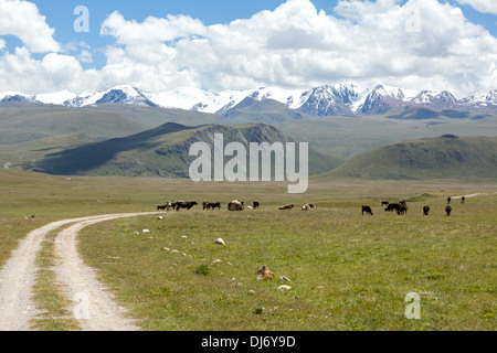 Pasturint les vaches dans les montagnes Tien Shan, Banque D'Images