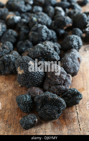 Les Truffes du Périgord noir cultivé en Caroline du Nord. La divine, aromatique et belle Banque D'Images