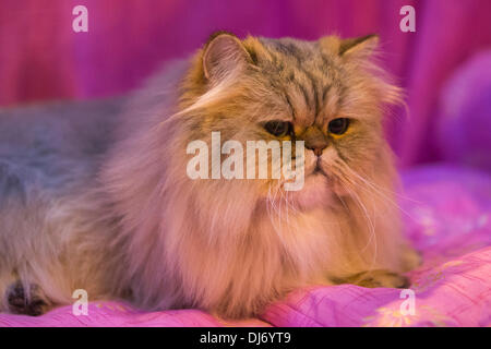 Birmingham, Royaume-Uni. 23 novembre 2013. Chat persan dans une cage. Le Supreme Cat Show a lieu au National Exhibition Centre, NEC, à Birmingham, en Angleterre, au Royaume-Uni. Photo : Nick Savage/Alay Live News Banque D'Images