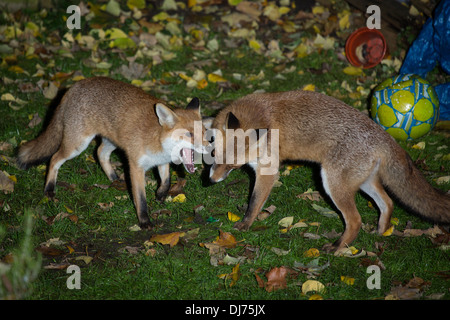 Les renards urbains nuit jouer combats dans un jardin arrière, Londres Stoke Newington Banque D'Images