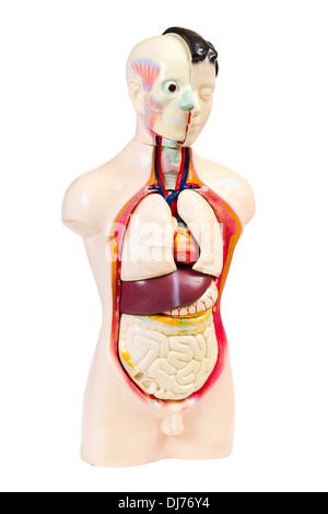 Modèle de l'anatomie du corps humain Banque D'Images