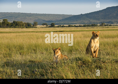 Deux lions sur termitière, Masai Mara, Kenya Banque D'Images