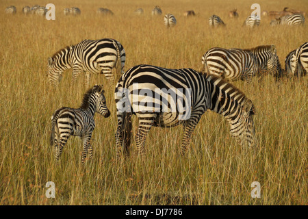 Troupeau de zèbres de Burchell le pâturage, Masai Mara, Kenya Banque D'Images