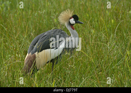 Gray (Gris) grue couronnée dans la longue herbe, Masai Mara, Kenya Banque D'Images