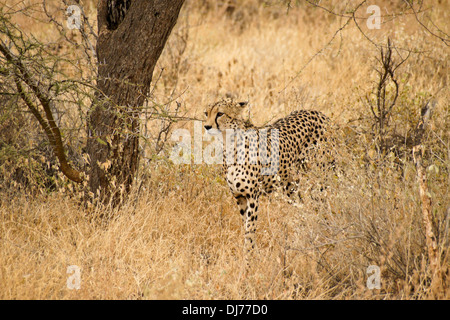 Le guépard marchant dans l'herbe sèche, Samburu, Kenya Banque D'Images