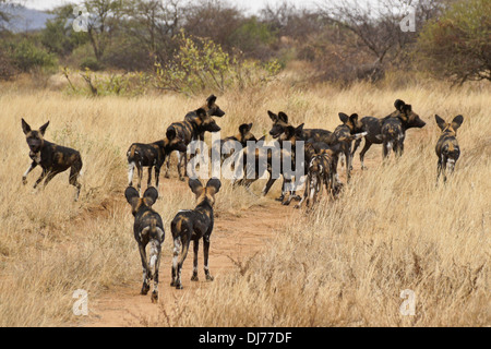 Meute de chiens sauvages (Cape les chiens de chasse, les lycaons), Samburu, Kenya Banque D'Images