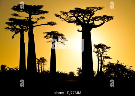 L'Grandidier baobabs au coucher du soleil, Morondava, Madagascar Banque D'Images