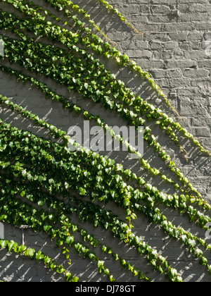 Ivy sur mur de brique Banque D'Images