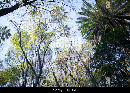 Arbres en Parque Mexique, Condesa, Mexico City. Banque D'Images