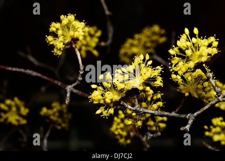 Cornus officinalis Banque D'Images