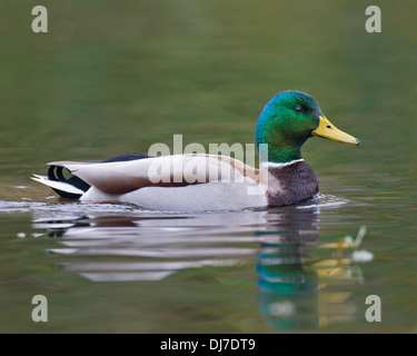 Un gros plan d'un seul mâle Canard colvert nageant dans un étang. Banque D'Images