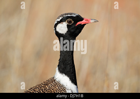 Homme-blanc Outarde (Afrotis afraoides piquants), désert du Kalahari, Afrique du Sud Banque D'Images