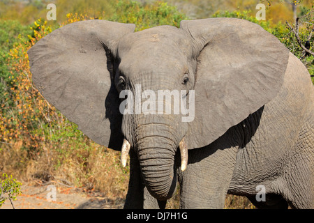 L'éléphant africain (Loxodonta africana) avec de grandes oreilles battantes, Afrique du Sud Banque D'Images