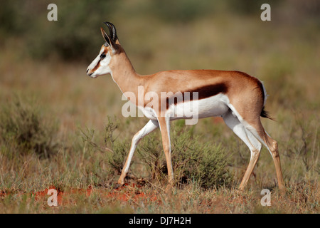 Le Springbok (Antidorcas marsupialis) antilope walking, Afrique du Sud Banque D'Images