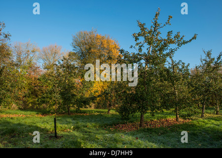 Les pommes à cidre à l'automne du soleil à Somerset, Royaume-Uni, cidre, Thatchers North Somerset Banque D'Images