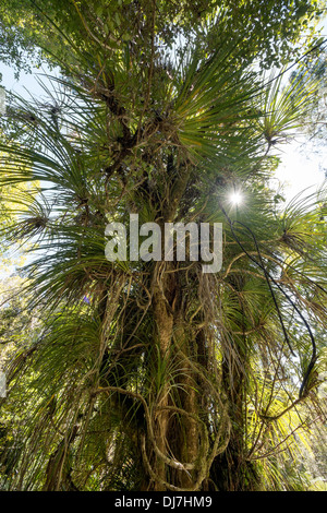 Forêt tempérée vierge intacte avec des fougères indigènes denses et des arbres de la canopée anciens, côte ouest, Île du Sud, Nouvelle-Zélande. Banque D'Images