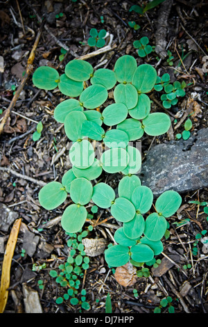 Nom botanique : Cassia obtusifolia, graines de Cassia, Sicklepod Banque D'Images