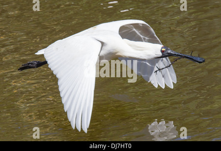 Spatule royale Platalea regia Gould, 1838 Banque D'Images