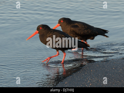 L'alimentation de l'huîtrier Variable Haematopus unicolor J.R. Forster, 1844 Banque D'Images