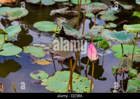 Fleur de Lotus dans l'étang entouré de nénuphars Banque D'Images