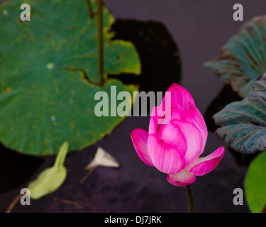 Fleur de Lotus dans l'étang entouré de nénuphars Banque D'Images