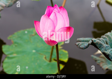 Fleur de Lotus dans l'étang entouré de nénuphars Banque D'Images