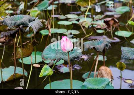 Fleur de Lotus dans l'étang entouré de nénuphars Banque D'Images