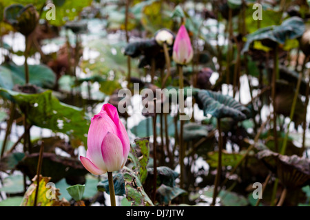 Fleur de Lotus dans l'étang entouré de nénuphars Banque D'Images