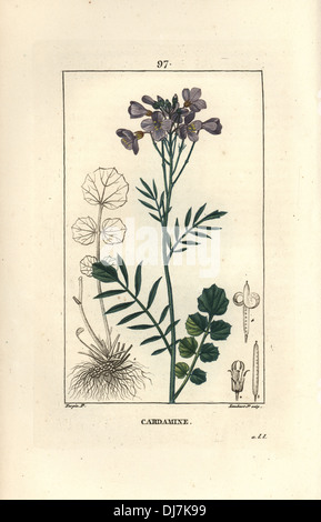 Fleur de coucou ou lady's smock, Cardamine pratensis. Banque D'Images