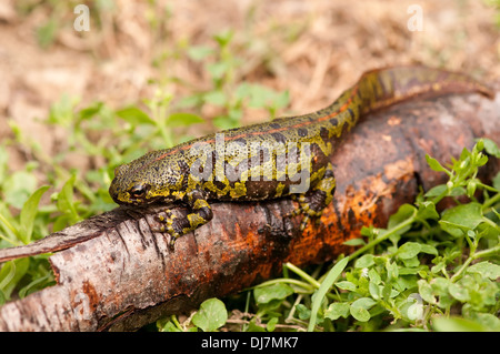 Portrait d'horizontale, Triturus marmoratus triton marbré, marcher sur une branche. Banque D'Images