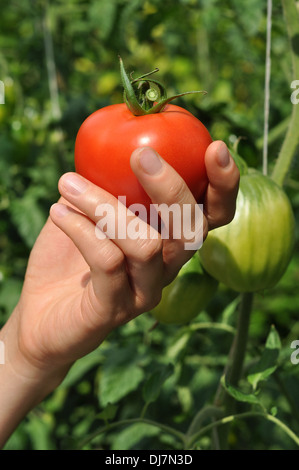 Women's arm holding red ripe tomato Banque D'Images