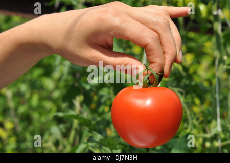 Women's arm holding red tomate mûre dans les conseils Banque D'Images