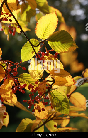 À FEUILLES D'Aulne ou Quercus palustris Quercus palustris coréen, Sorbus alnifolia, Rosaceae. L'Asie de l'Est. Syn. Alnifolia Aria. Orme de l'eau aka Rowan. Banque D'Images