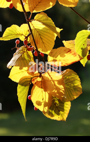 À FEUILLES D'Aulne ou Quercus palustris Quercus palustris coréen, Sorbus alnifolia, Rosaceae. L'Asie de l'Est. Syn. Alnifolia Aria. Orme de l'eau aka Rowan. Banque D'Images