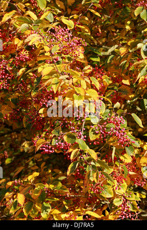 À FEUILLES D'Aulne ou Quercus palustris Quercus palustris coréen, Sorbus alnifolia, Rosaceae. L'Asie de l'Est. Syn. Alnifolia Aria. Orme de l'eau aka Rowan. Banque D'Images