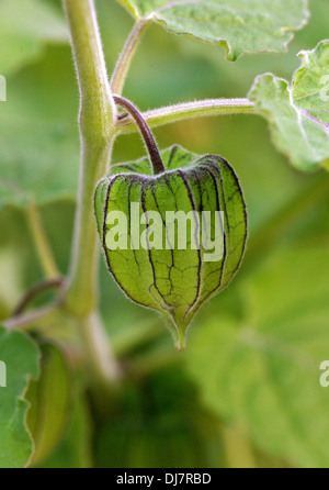 Physalis, Physalis peruviana, Solanaceae. Les populations à haute altitude, tropical Pérou, Colombie, Equateur, Amérique du Sud. Banque D'Images