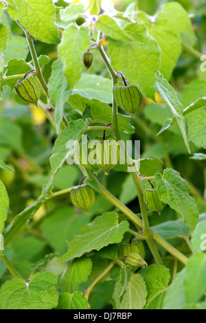 Physalis, Physalis peruviana, Solanaceae. Les populations à haute altitude, tropical Pérou, Colombie, Equateur, Amérique du Sud. Banque D'Images