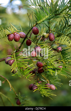 Plum Yew chinois, Cephalotaxus fortunei, Cephalotaxaceae. La Chine, la Birmanie. Plum Yew aka chinois, Cowtail le pin. Banque D'Images